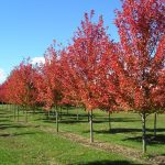 fall tree planting