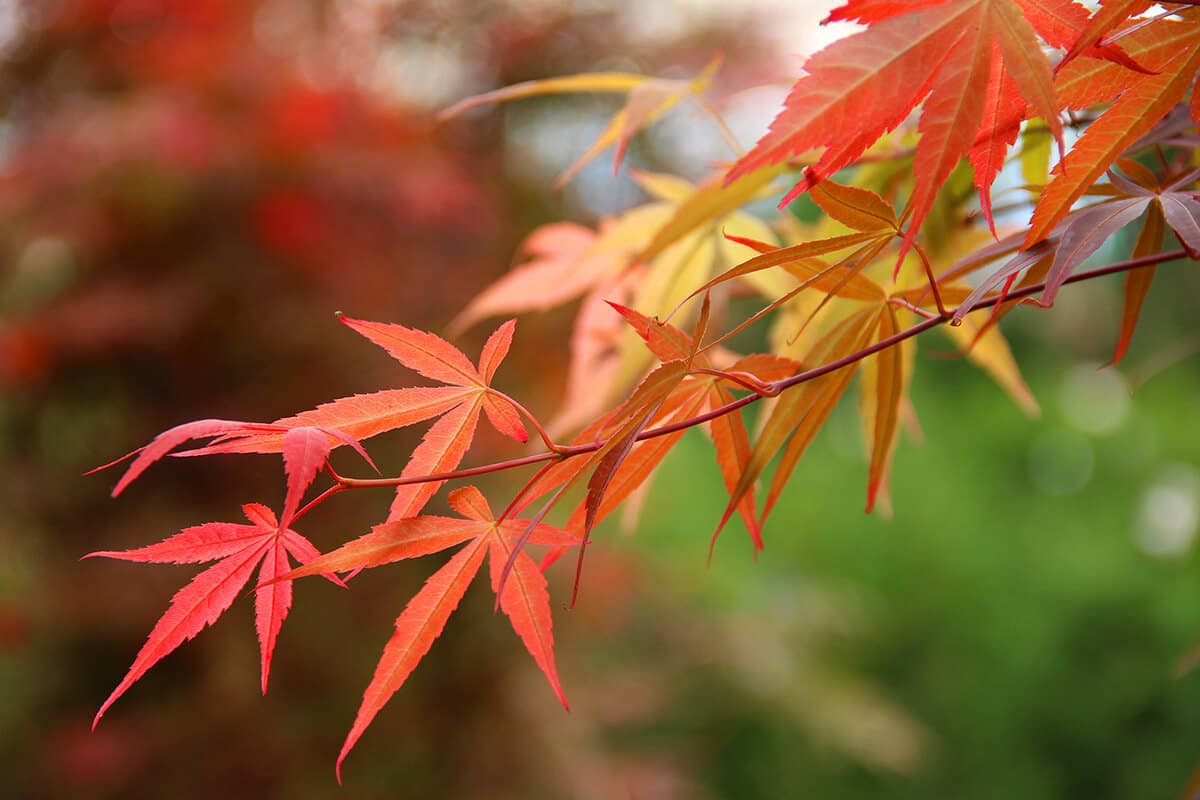 Japanese Maple Leaves