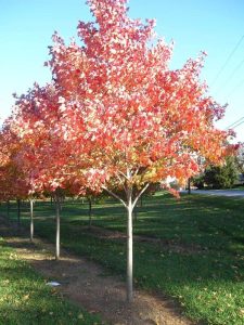 Landscape Design Company Lancaster
