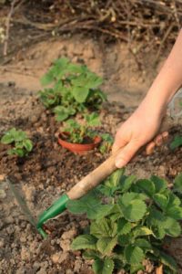 Annuals vs. Perennials | Roots Nurseries landscaper