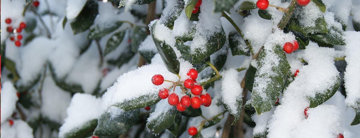 | Roots Nurseries Roots Nurseries Winter Seasonal