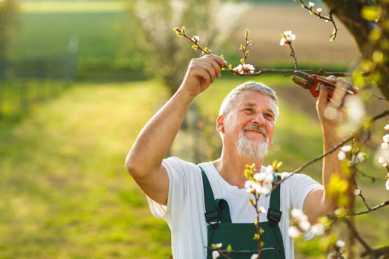 | Roots Nurseries deciduous trees ephrata