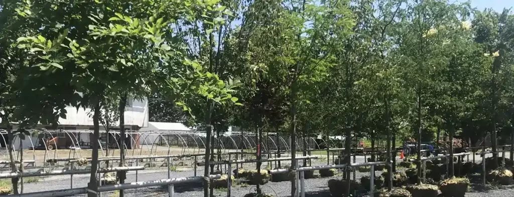 Roots Nurseries Tree Inventory