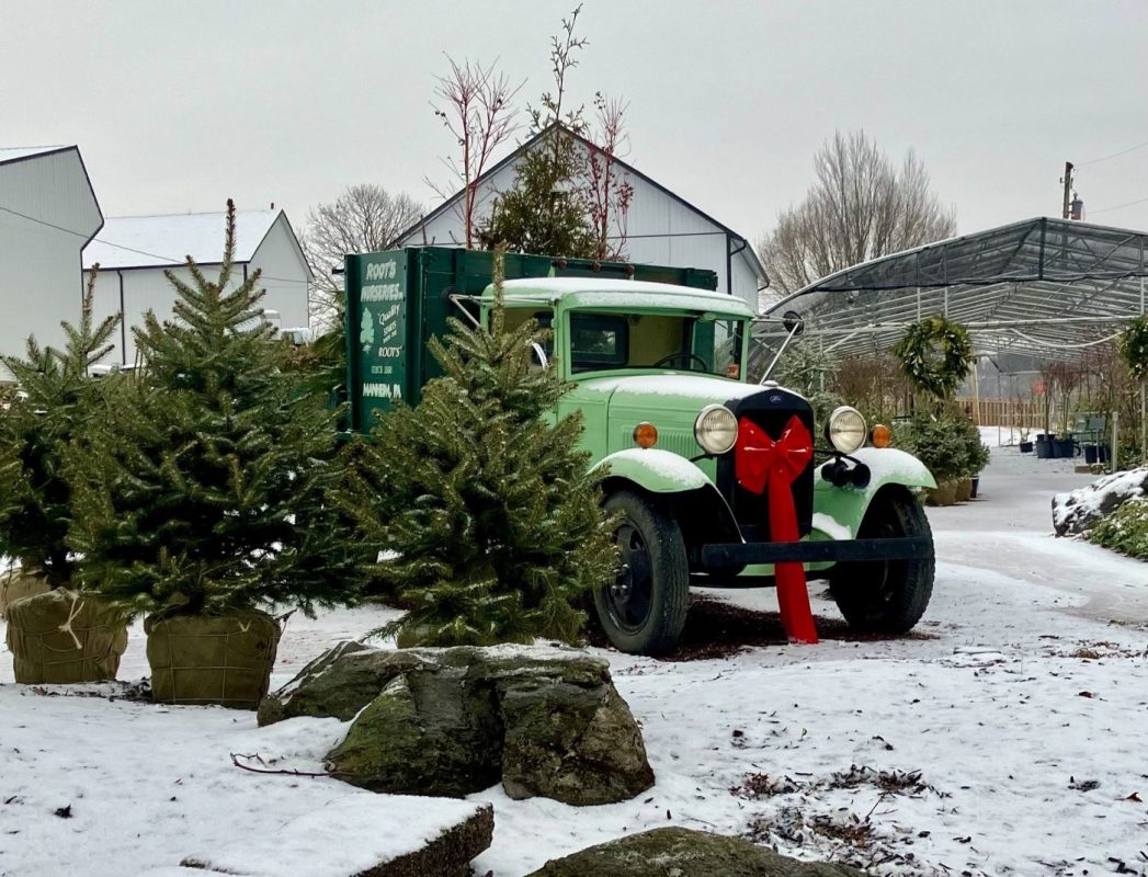 IMG_2156-min | Roots Nurseries