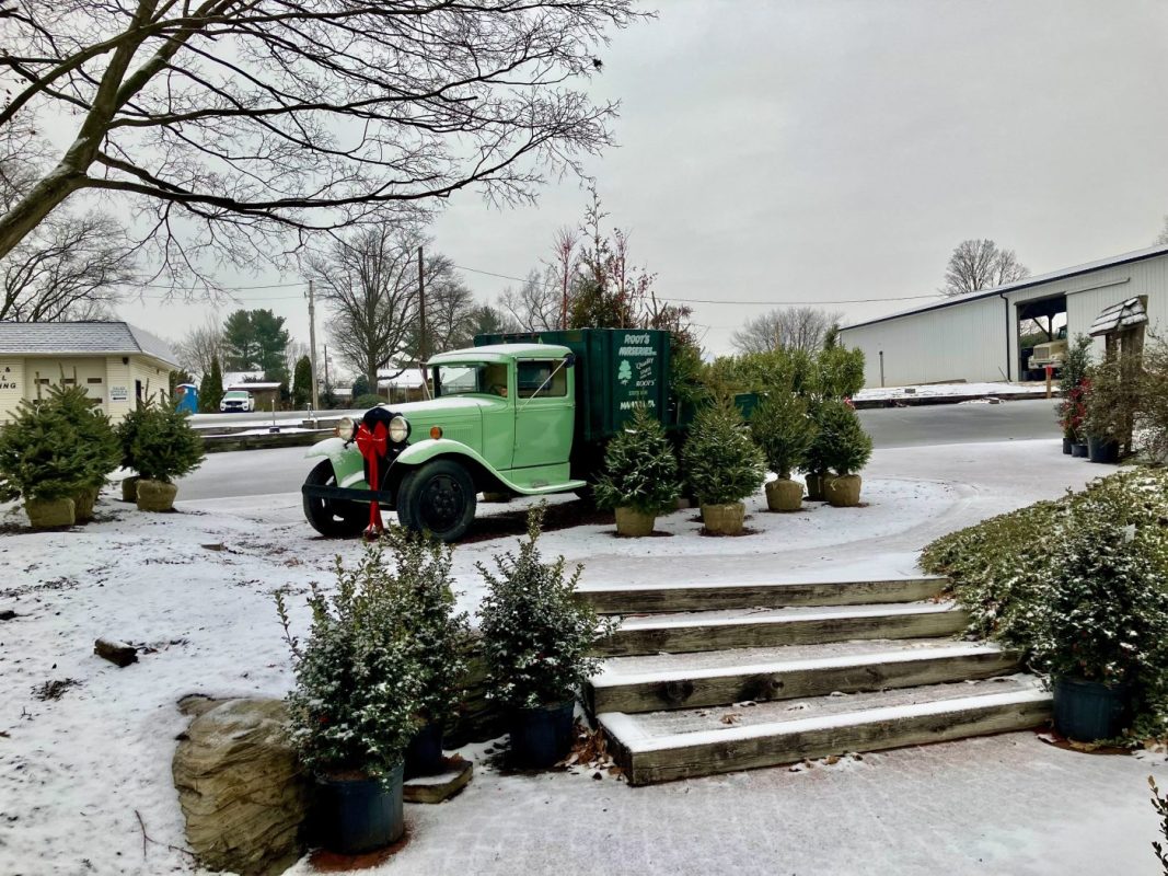 IMG_2158-min | Roots Nurseries