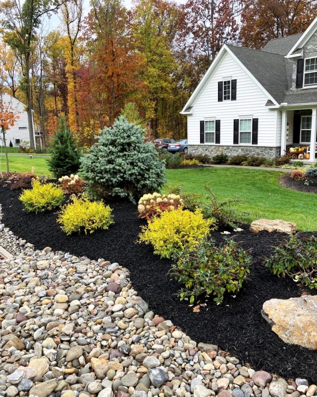 Well-maintained front yard with mulched flower beds, yellow shrubs, evergreen trees, and a white house with black shutters in autumn."