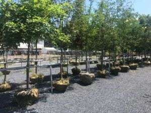 rows of trees to select from