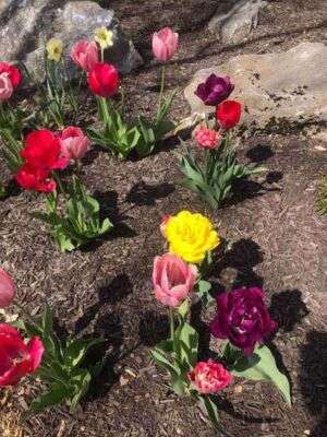 blooming flowers
