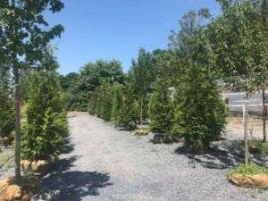 evergreen tree selection