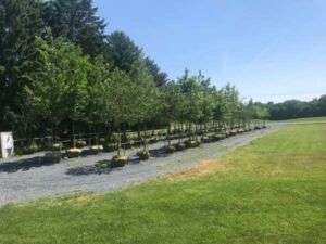 tree inventory